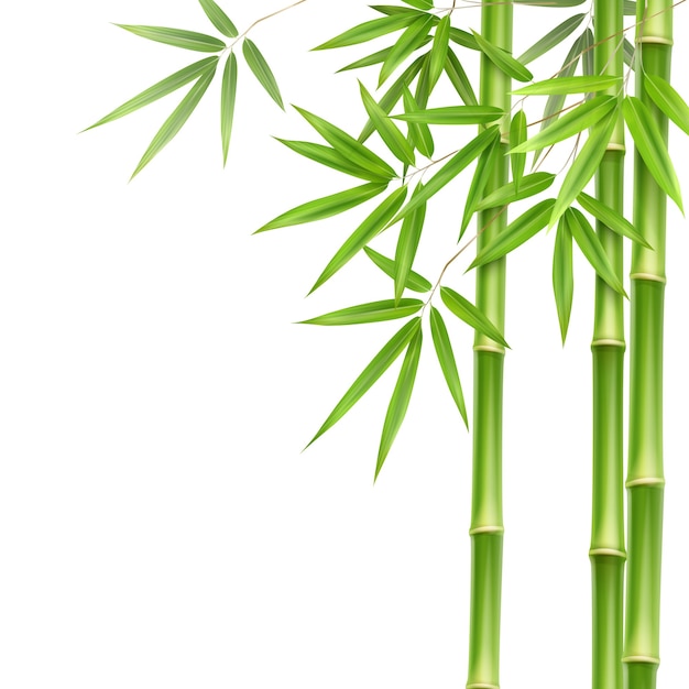 vector-green-bamboo-stems-leaves-isolated-white-background-with-copy-space_1284-48411